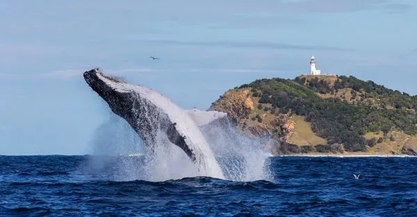 A humpback whale breaching in front of the Cape Byron headland and lighthouse