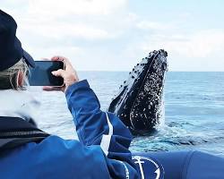 Whale watching- Top 10 activities to do in Byron Bay