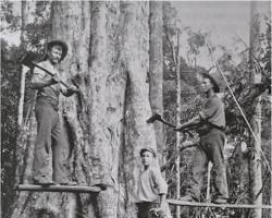 Timber Town- Timber Town: Cedar Getters, From the 1860s, the lush rainforests attracted timber loggers, leaving remnants of their labor in the form of stumps and historical photographs.