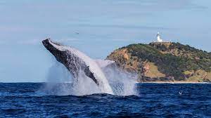 Humpback whale jumping out of the water