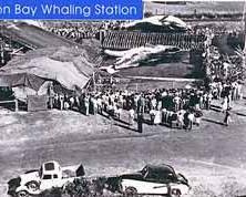 Whaling Town- Whaling & Shipping: Whaling Station, Between 1899 and 1963, a whaling station operated, leaving behind haunting reminders of this ancient industry.