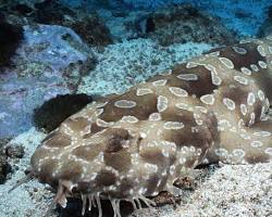 Camouflaged Wobbegongs-  one of the top 8 sea creatures to meet during your stay in Byron Bay