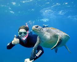 Curious Sea Turtles-  one of the top 8 sea creatures to meet during your stay in Byron Bay