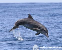 Frolicking Bottlenose Dolphins: one of the top 8 sea creatures to meet during your stay in Byron Bay