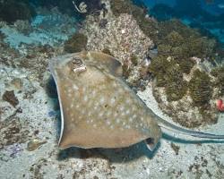 Graceful Stingrays-  one of the top 8 sea creatures to meet during your stay in Byron Bay