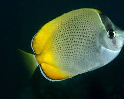  A fish-  one of the top 8 sea creatures to meet during your stay in Byron Bay