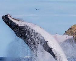 Majestic Humpback Whales- one of the top 8 sea creatures to meet during your stay in Byron Bay