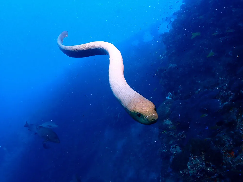 Elusive Sea Snake-  one of the top 8 sea creatures to meet during your stay in Byron Bay